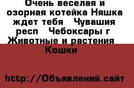 Очень веселая и озорная котейка Няшка ждет тебя - Чувашия респ., Чебоксары г. Животные и растения » Кошки   